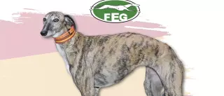 La zamorana Leyenda de Retumba busca hueco en la final del Campeonato de España de Galgos