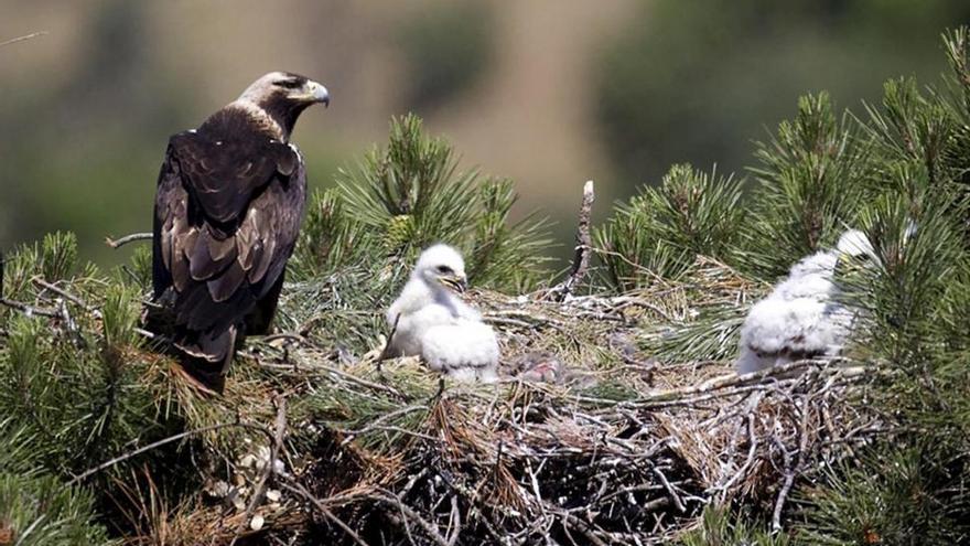 El águila imperial ya se avista en Hornachuelos, el Guadalmellato y Los Pedroches