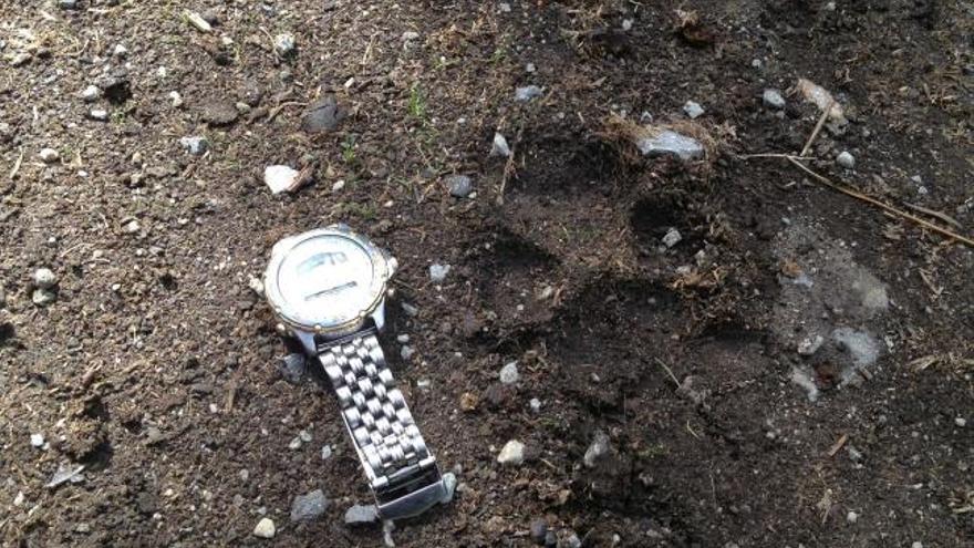 Una huella de lobo, con un reloj como referencia para apreciar su tamaño.