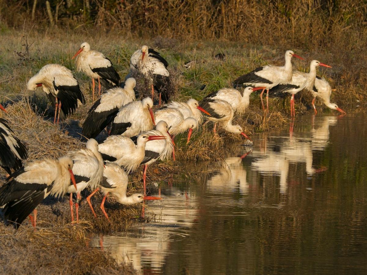 Cigüeñas blancas en el lago.