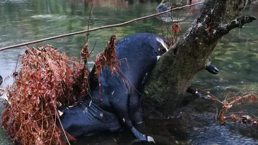 Vaca muerta localizada en el Umia