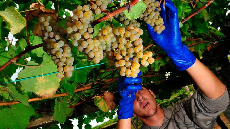 La cosecha de Rías Baixas no llegará a los 25 millones de kilos