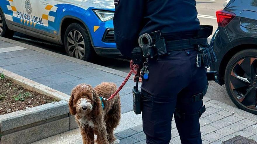 Un perro policía marca una mochila en Tenerife y hallan droga dentro