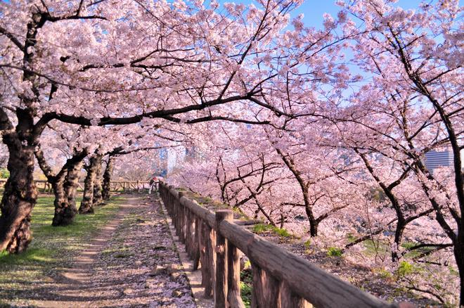Cerezos en flor en un parque de Japón