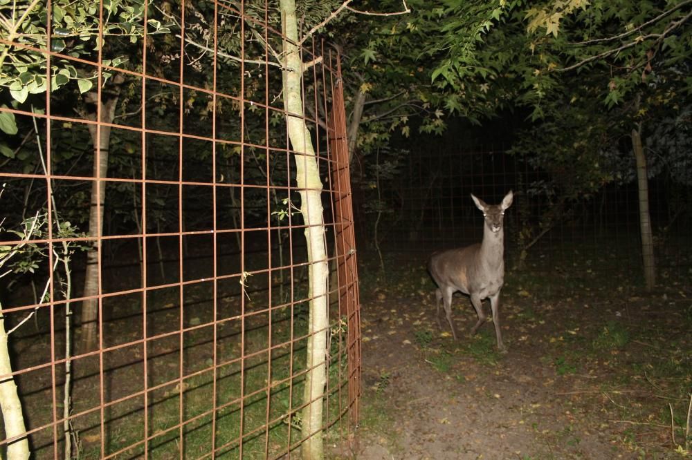 Animales desorientados en el Parque de la Vida de Valdés