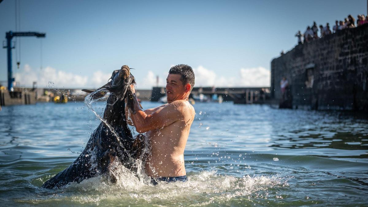 El tradicional baño de las cabras reúne a ganaderos y bañistas en el muelle del Puerto de la Cruz