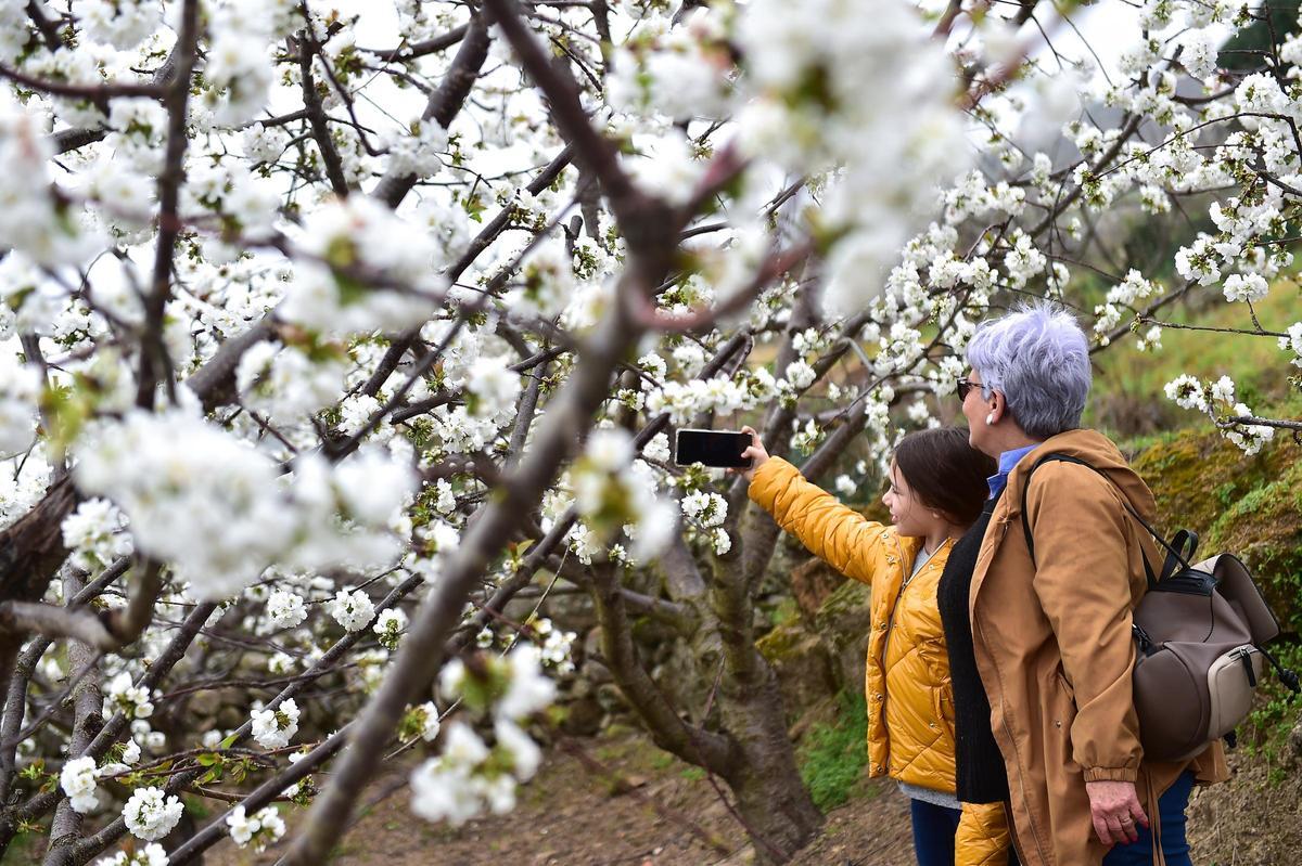 GALERÍA | El Jerte empieza a florecer GALERÍA | El Jerte empieza a florecer