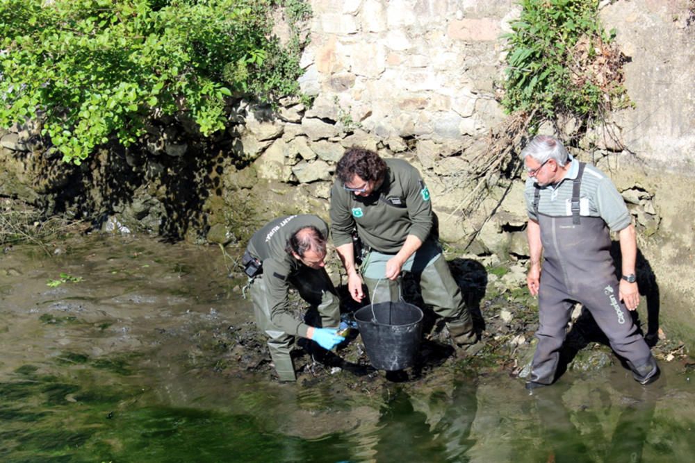 Augmenta l'única població de nàiades a la conca de la Tordera