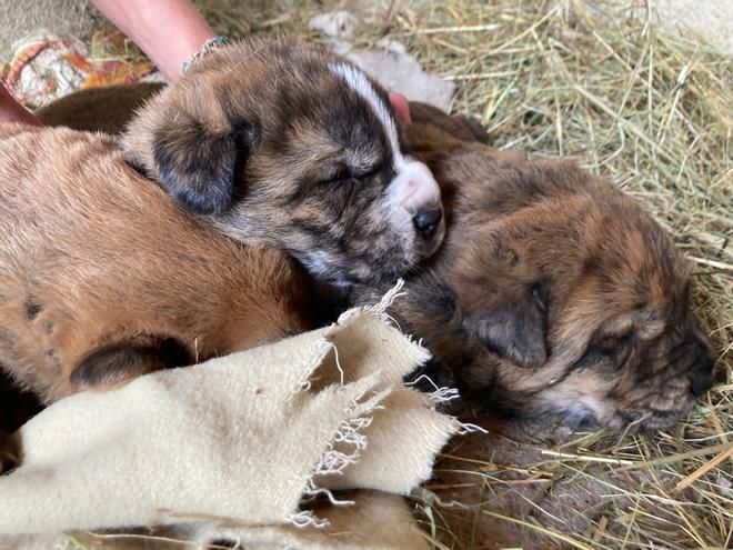 De "Ibi", abandonada en la oficina de recaudación a "Narco": estos son los animales en adopción en Grado