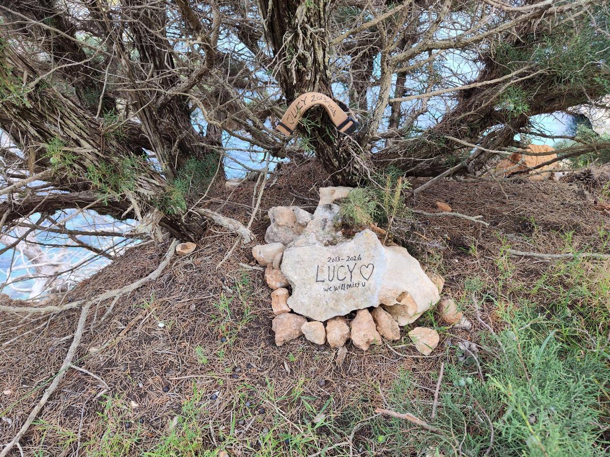El cementerio ilegal de perros y gatos de sa Caleta en imágenes El cementerio ilegal de perros y gatos de sa Caleta en imágenes
