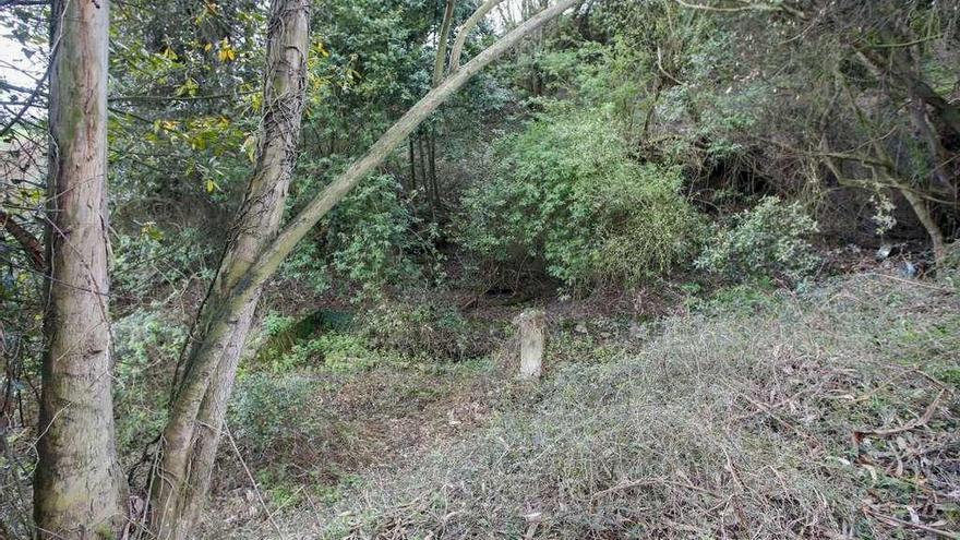 El entorno de la fuente de Fumañeda, invadido por la vegetación.