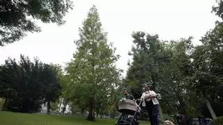 Las desconocidas especies arcaicas del Campo, un "Parque Jurásico" vegetal en Oviedo (alguna sobrevivió a los dinosaurios)