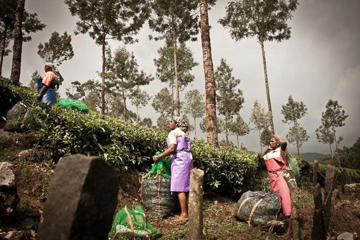 Mujeres trabajando en una plantación de té de Munnar.