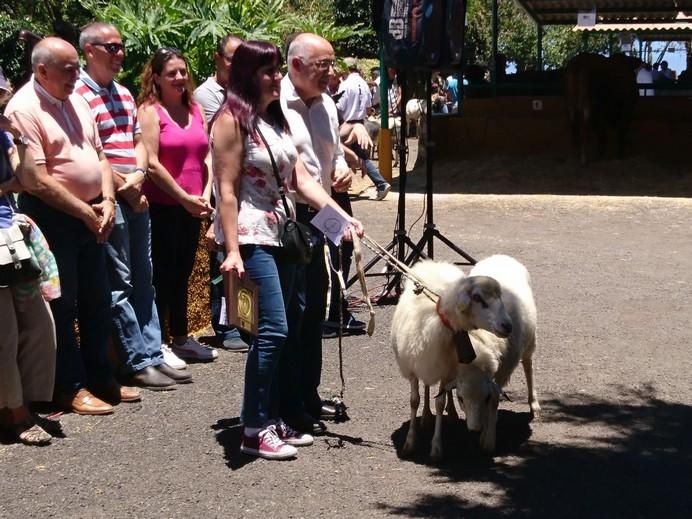 Feria de Ganado 2017 en Arucas