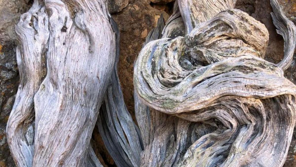 ‘Bárbol’, el cedro que ha vivido seis erupciones en el Teide 