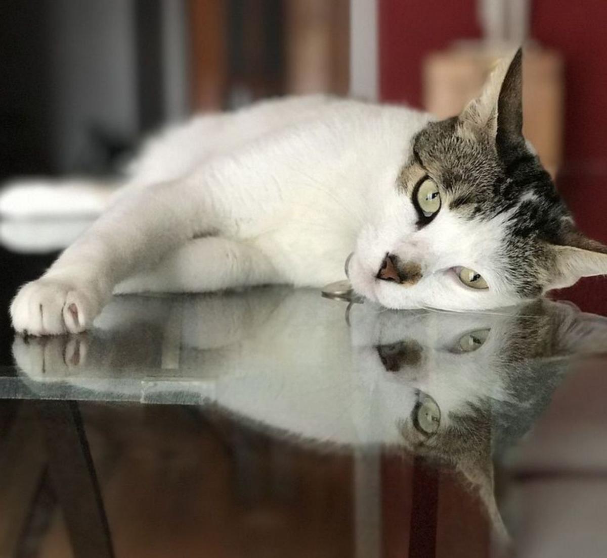 ¿Homeopatía para animales?