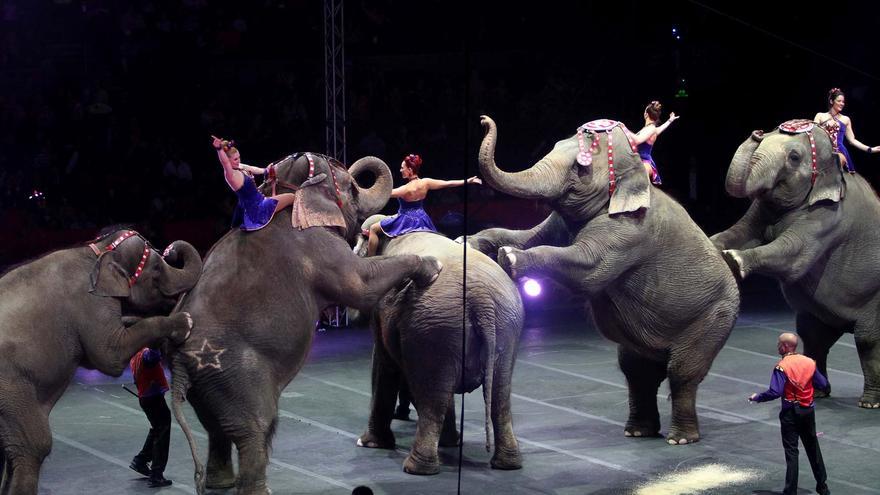 El Gobierno corta las subvenciones a los circos con animales salvajes