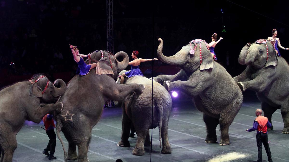 El Gobierno corta las subvenciones a los circos con animales