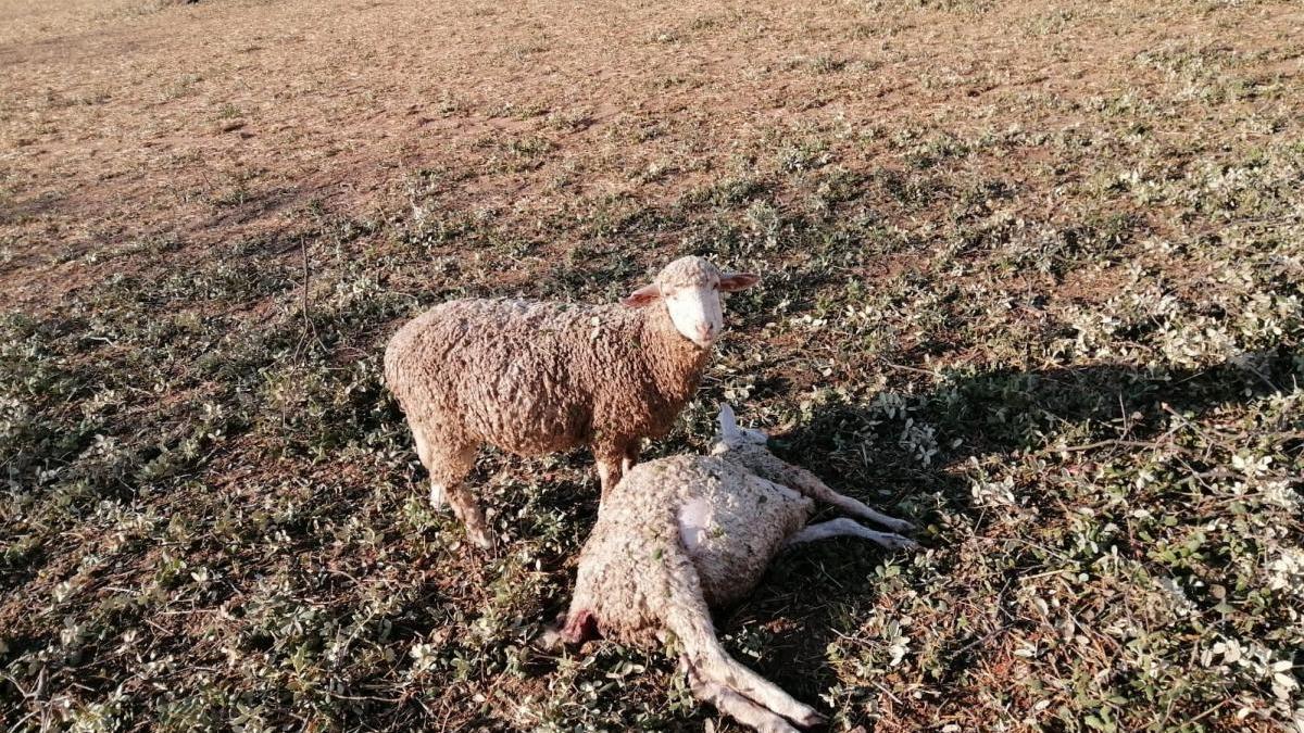 La tormenta deja grandes destrozos en el campo en varios puntos de la provincia