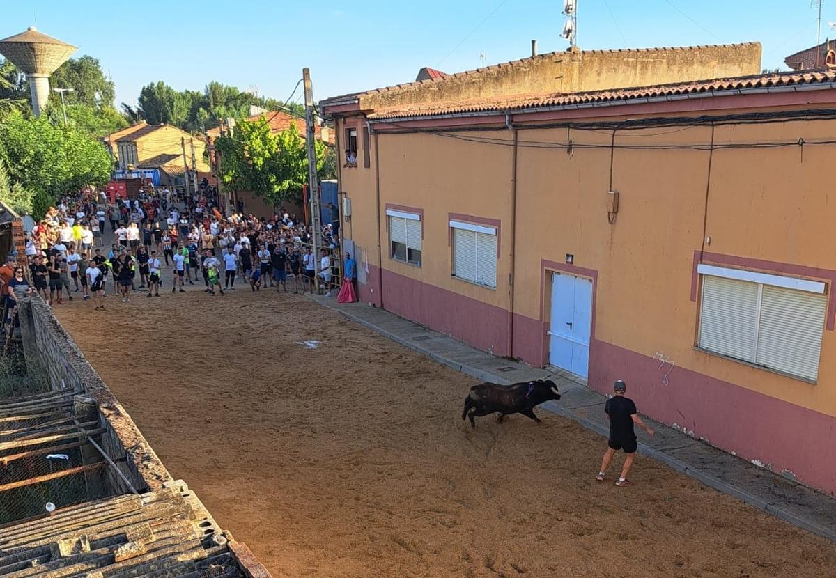 La fiesta taurina de Villanueva de Azoague, en imágenes La fiesta taurina de Villanueva de Azoague, en imágenes