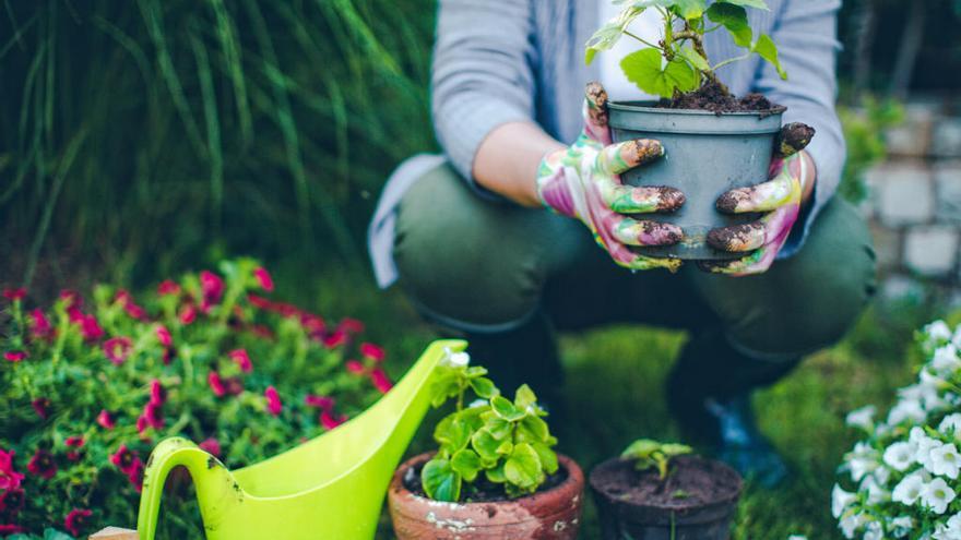 Trucos auto riego para las plantas