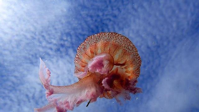 Pelagia Noctiluca. Meduses al cap de Creus