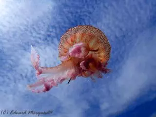 Más medusas en las playas de Catalunya: qué provoca su llegada, dónde consultar el estado del mar y qué hacer si aparecen