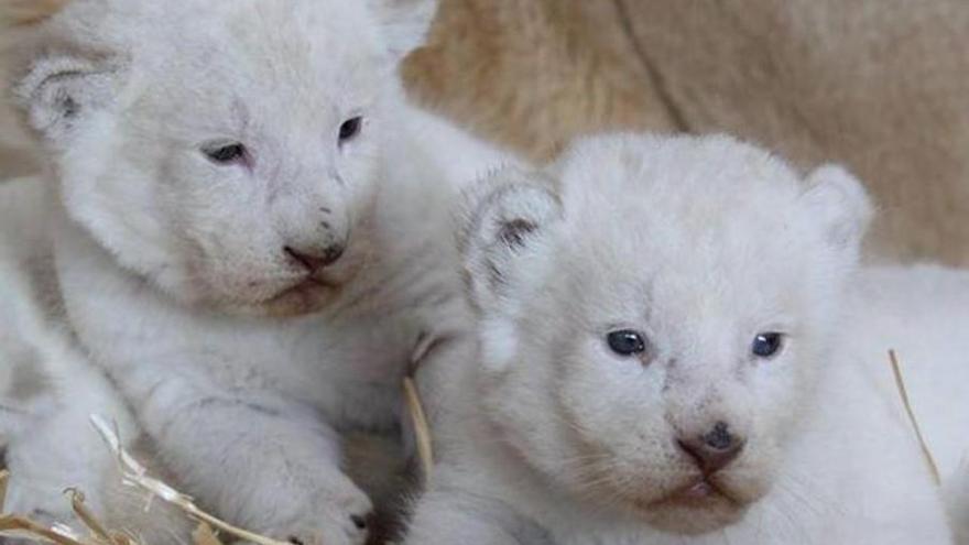 Nacen tres leones blancos en un zoo