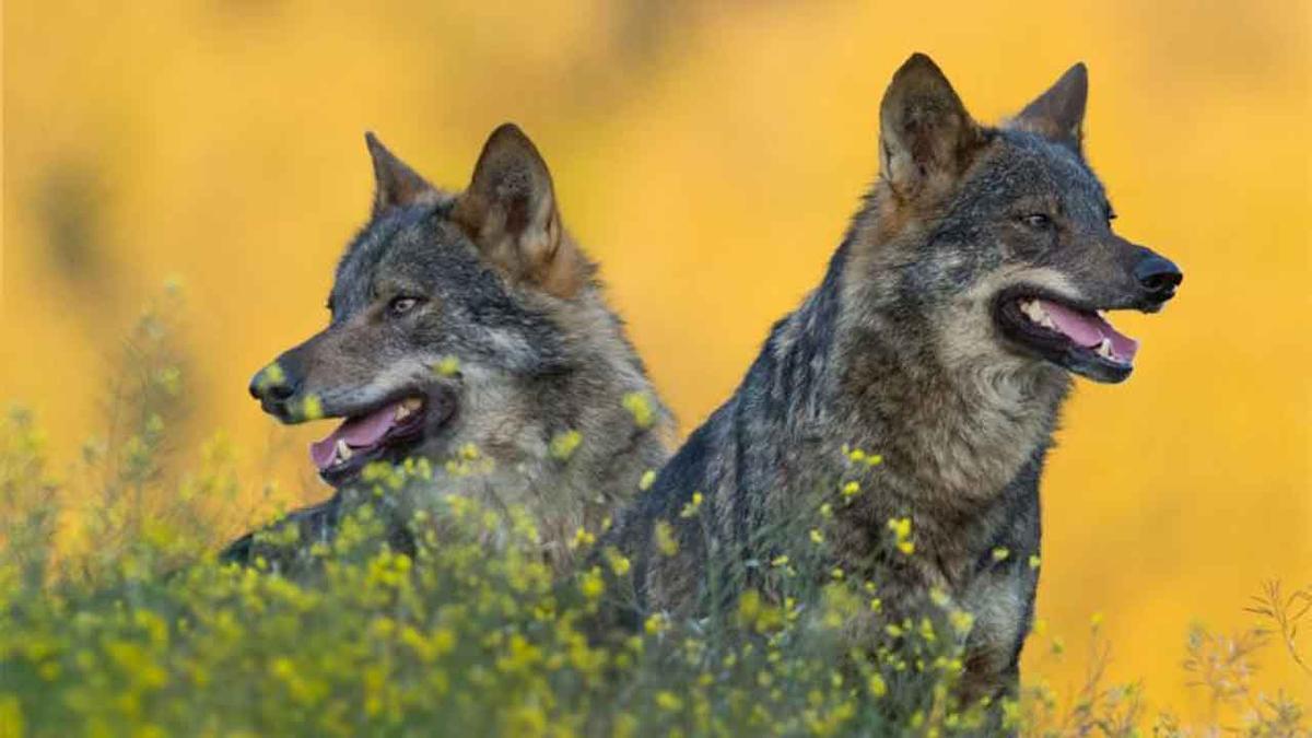 Tráiler de ’Barbacana, La huella del lobo’ (2018)