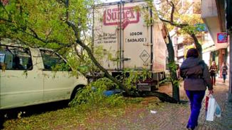 Un camión parte un árbol que cae sobre otro coche