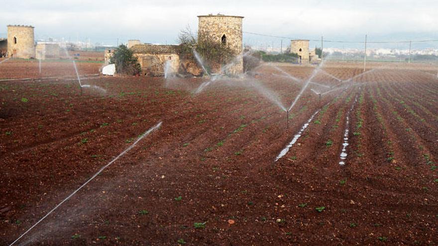 Ein Feld auf Mallorca wird bewässert.