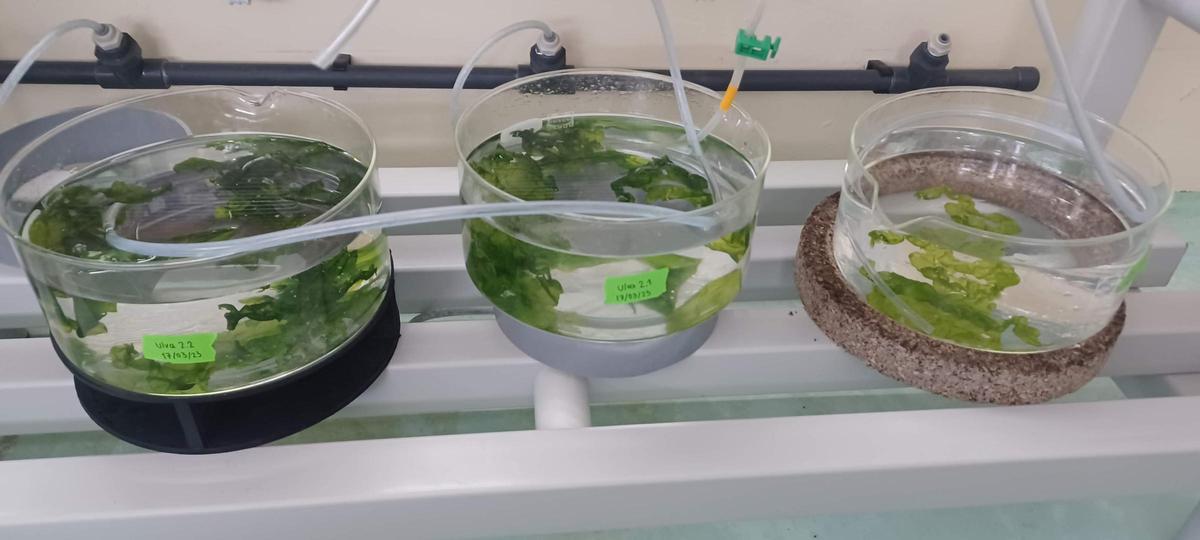 Pruebas de desarrollo de cultivo de Ulva en el Institut de Recerca i Tecnologia Agroalimentàries (IRTA).