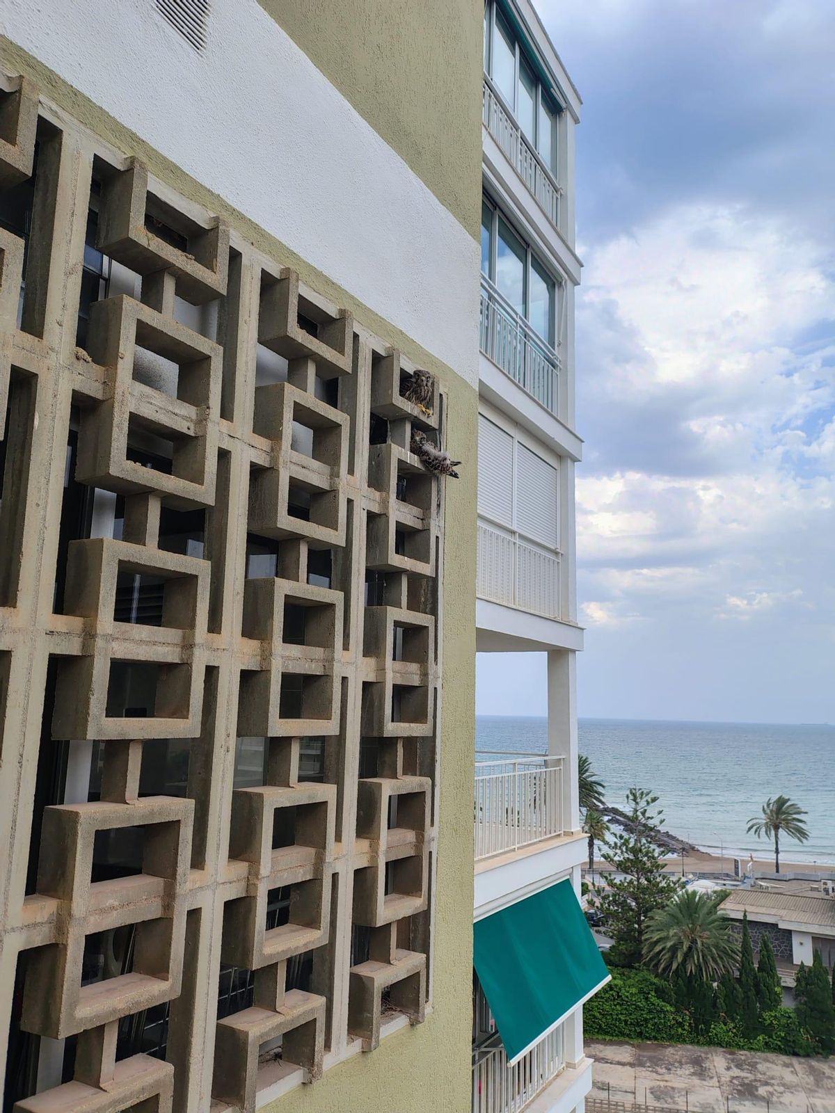 El nido está en un apartamento situado frente al mar, en la zona del Eurosol.