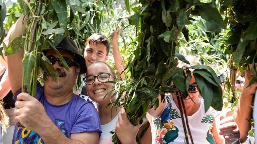 Bajada de la Rama de San Pedro 2015, en Agaete