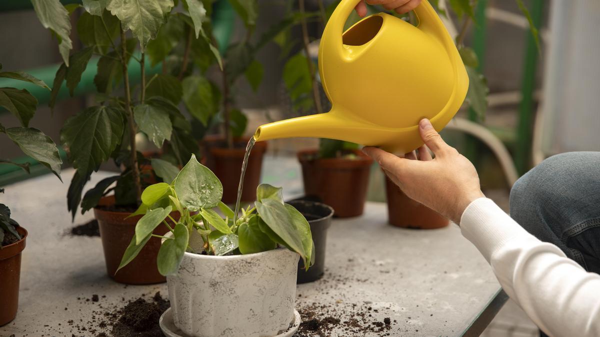 ¿Sabes cuándo es mejor regar tus plantas? Te contamos todo lo que necesitas saber
