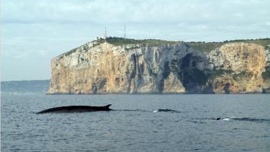 Dos ballenas rorcuales comunes, ante la cara norte del cabo de Sant Antoni.