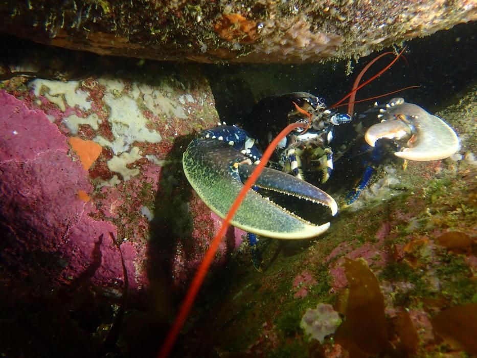 La vida submarina en A Coruña tras la cuarentena