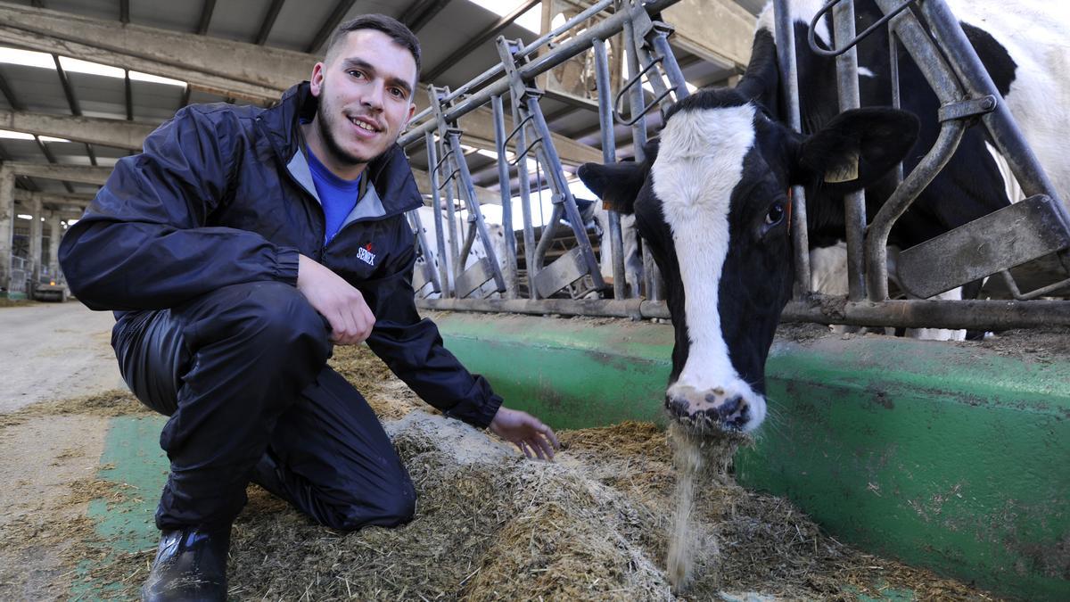 David Areán da de comer a una de sus vacas.