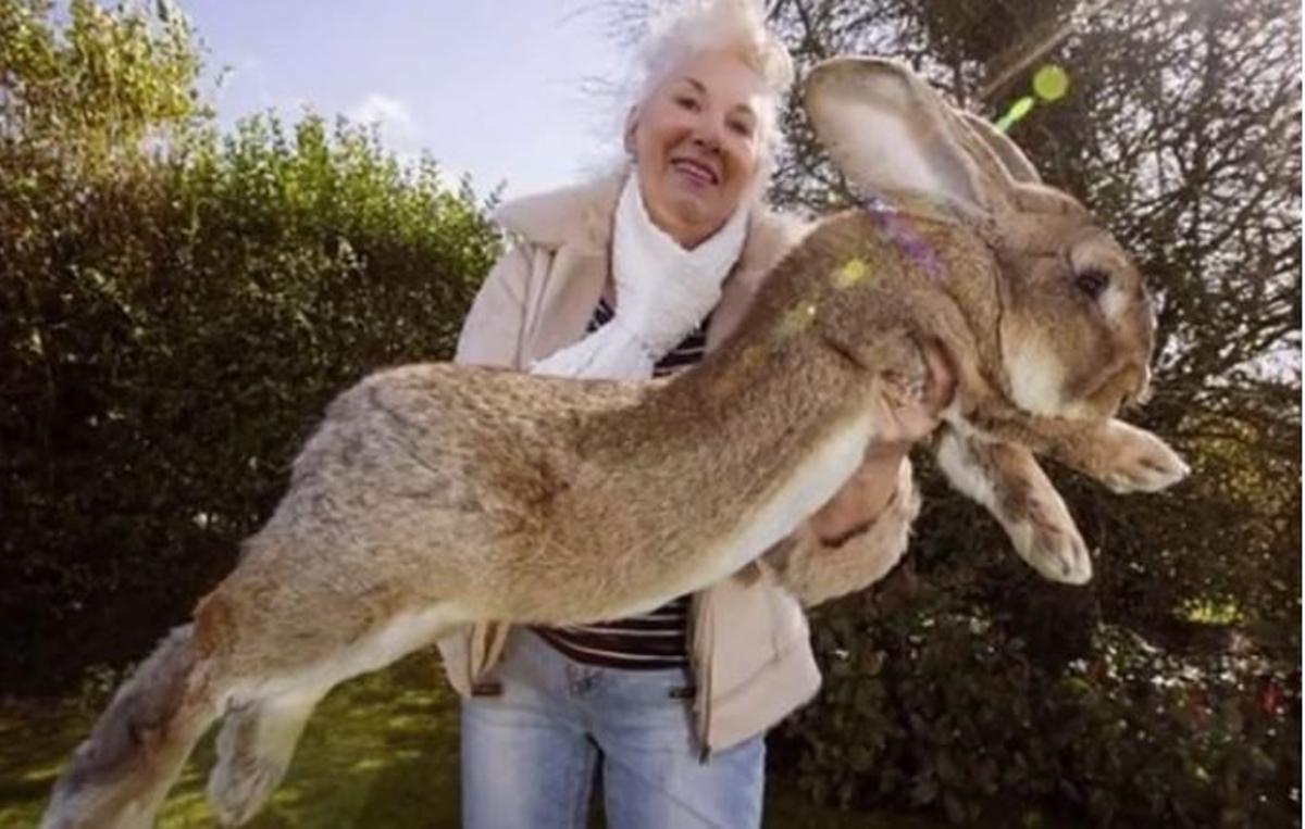 Robat al Regne Unit el conill més gran del món
