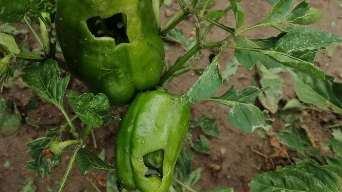 Productos de huerta afectados por el temporal. | COAG