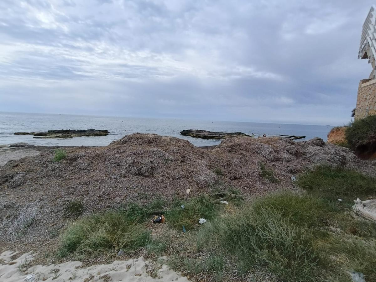 Algas acumuladas entre Aguamarina y La Glea