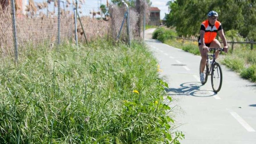 Un ciclista pasea por una de las zonas de la Aldehuela donde más está proliferando la vegetación en estas semanas.