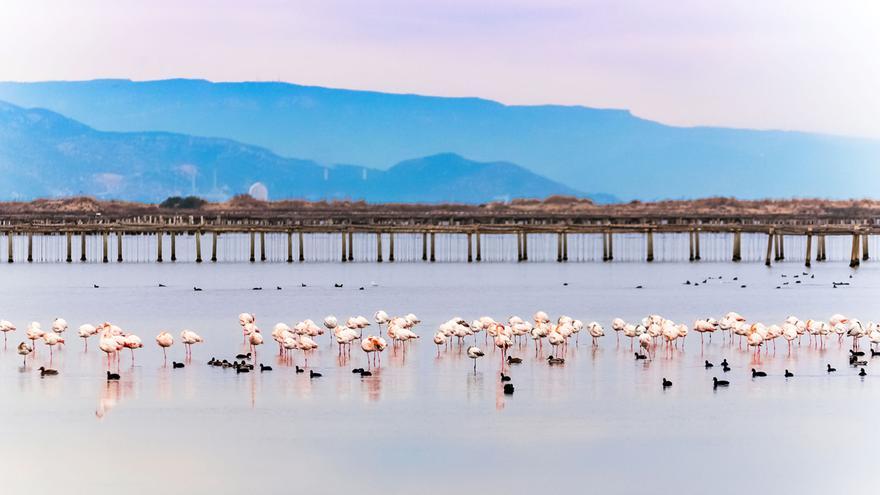 Flamencs al Delta de l&#039;Ebre.