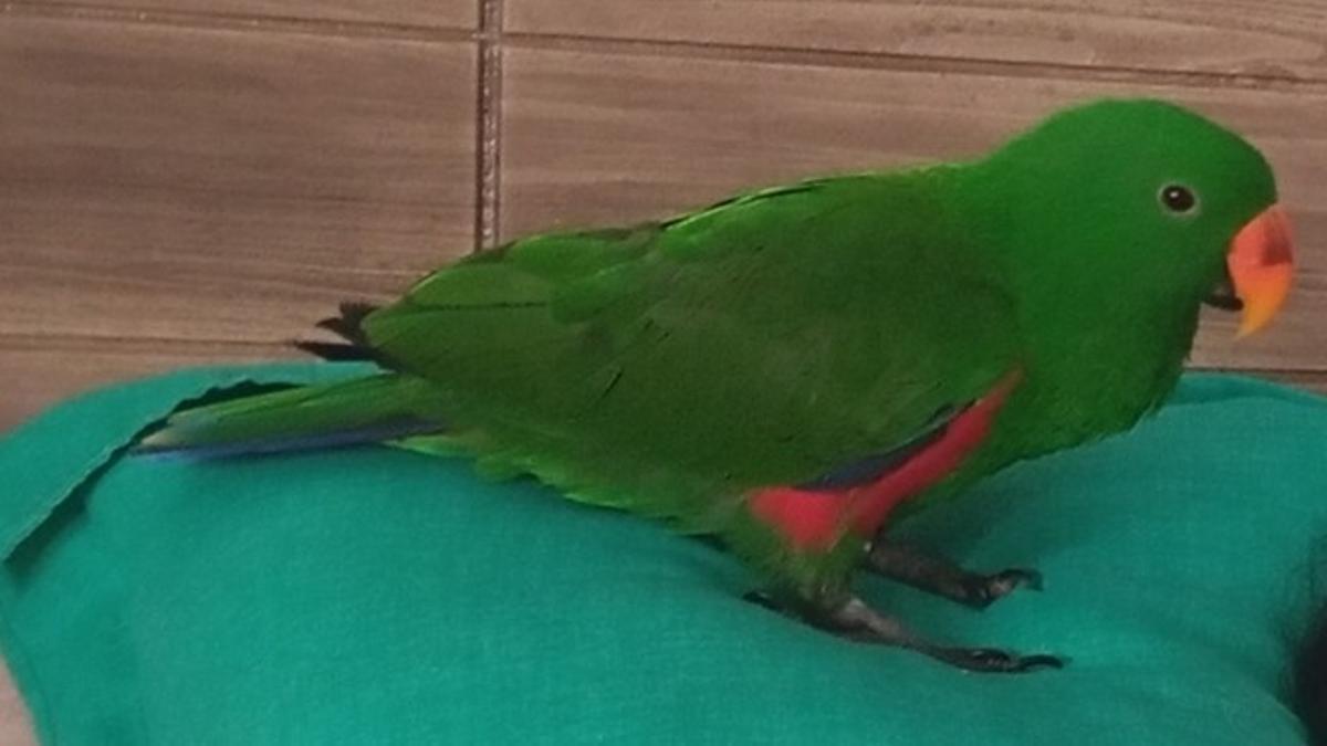 El loro Santi se ha perdido en L'Hospitalet de Llobregat (Barcelona).