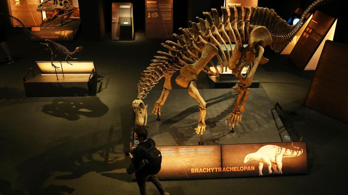 Exposición 'Dinosaurios de la Patagonia' en CosmoCaixa Barcelona