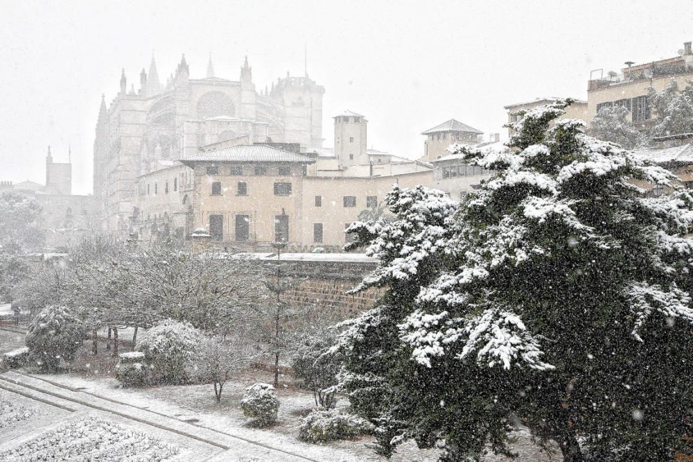 Cinco años de la gran nevada en Palma