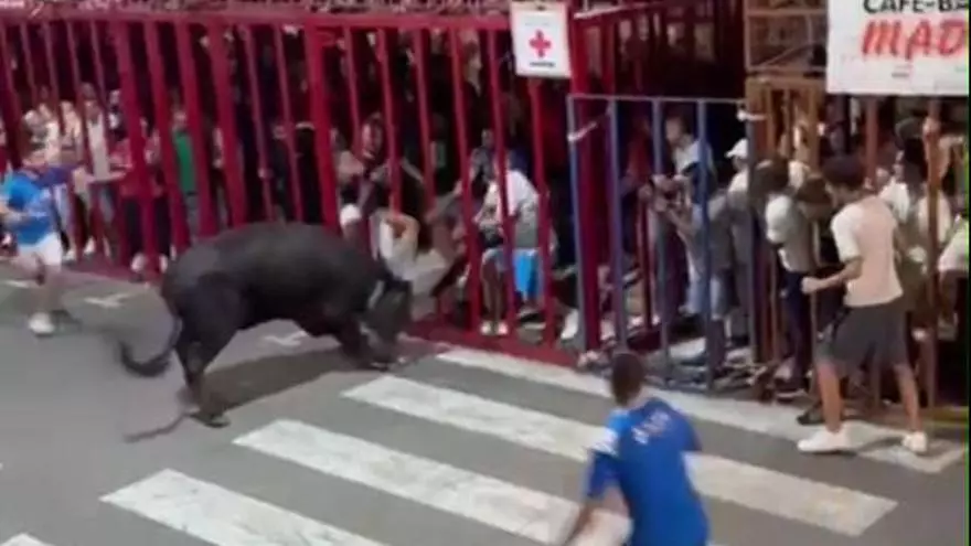 Enésima cogida en los "bous" de Calp: un joven se queda fuera de la barrera y el toro lo arrolla