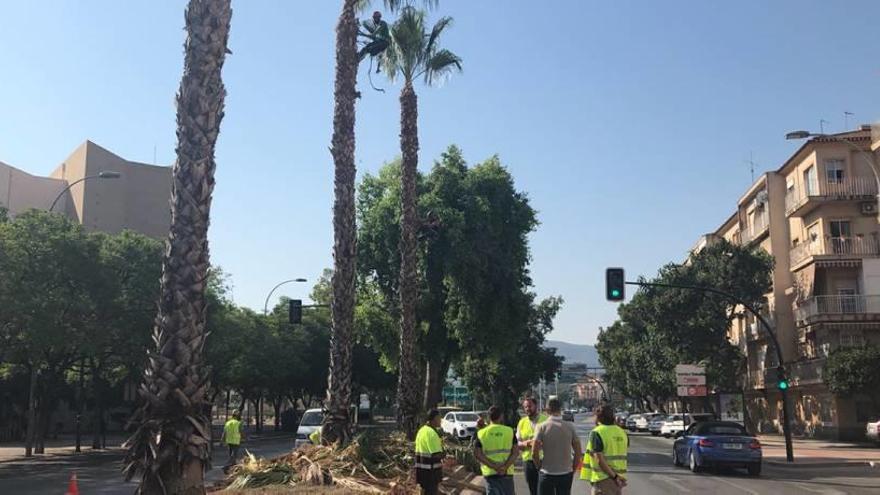 Podan las 20.000 palmeras del municipio