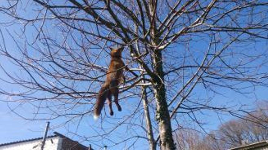 El animal, colgado de un árbol en Lalín.