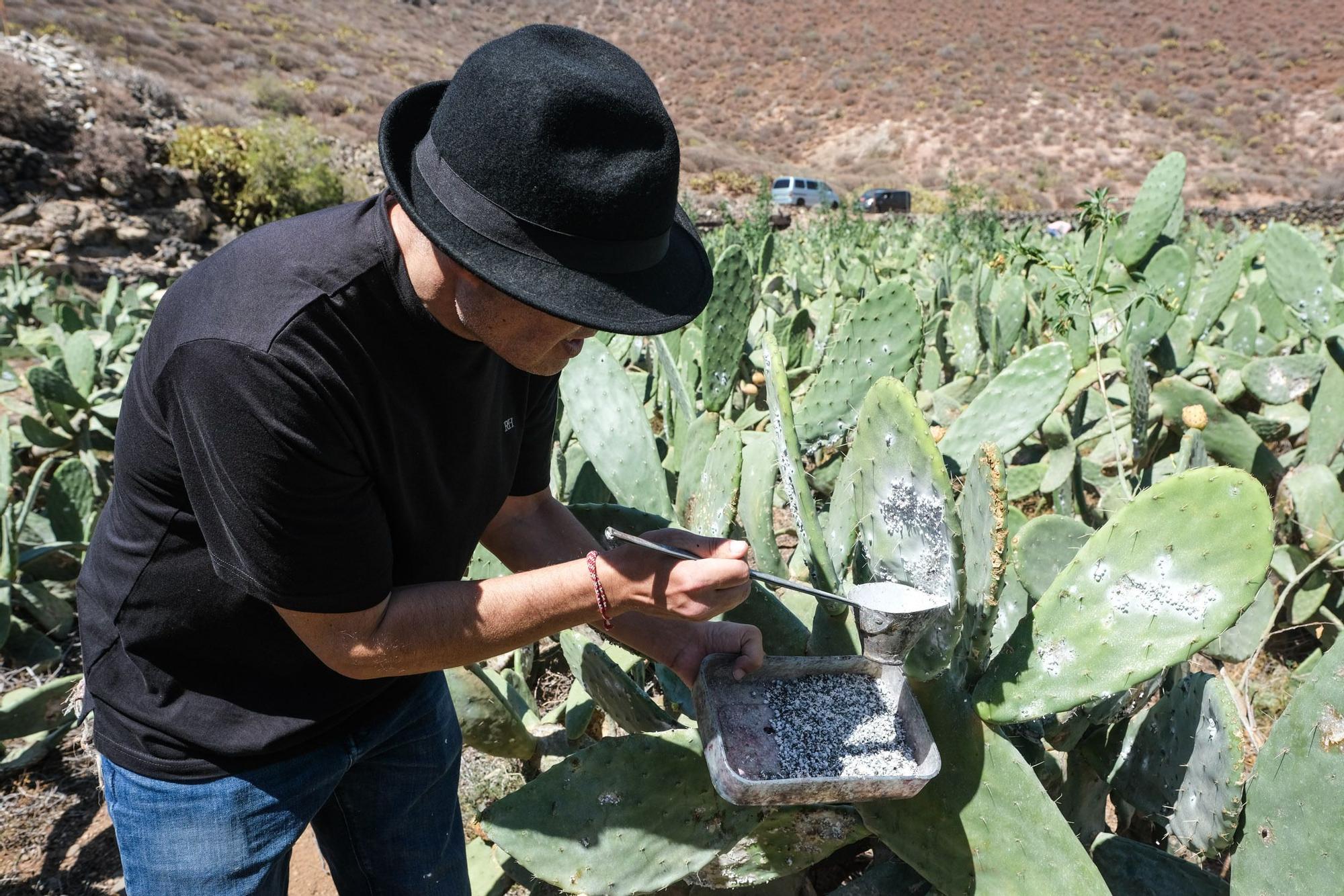 Lorenzo Pérez Jiménez, productor de cochinilla con denominación de origen